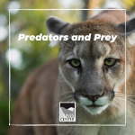 Learn about how predators and prey are essential for a healthy ecosystem in this worksheet!