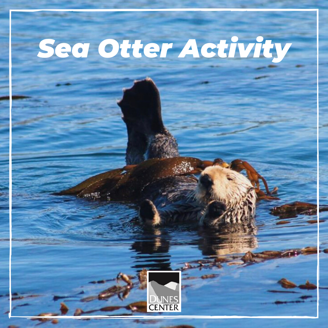 Learn about Sea Otters and how they have adapted to utilize tools to help hunt for food!