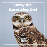 If you love silly sentences and want to learn more about Betty, the Burrowing owl's exciting day, this activity is just for you. Fill in the blank areas with adjectives, verbs, and nouns to describe the CRAZY day Betty has had.