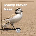 Have you ever seen a Snowy Plover? Learn more about these cute shorebirds and attempt to help the plover find its food through a maze in this activity!