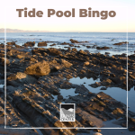 BINGO! Play this fun game to learn more about tide pools and the types of critters that can be found in them!