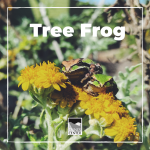 Learn about the life cycle of the tree frog with this fun activity!