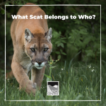 This lesson will help you identify common scat from California animals! This is a useful tracking tool that hunters and wildlife managers have used for hundreds of years.