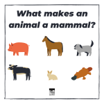Teach your kids about what makes a mammal unique!