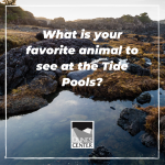 Teach your kids about the animals that live in the tide pools.