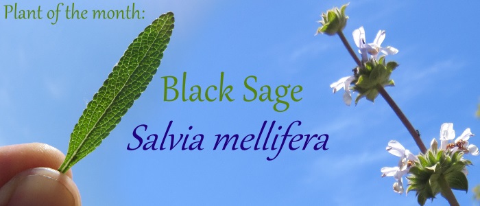 black sage banner