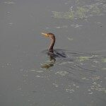 cormorant swimming