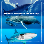 Learn about the anatomy of Dolphins, Whales, and Sharks with this fun activity!