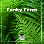 Learn all about how diverse ferns are in this botany lesson!