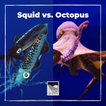 Learn the difference between a squid and an octopus with this activity!