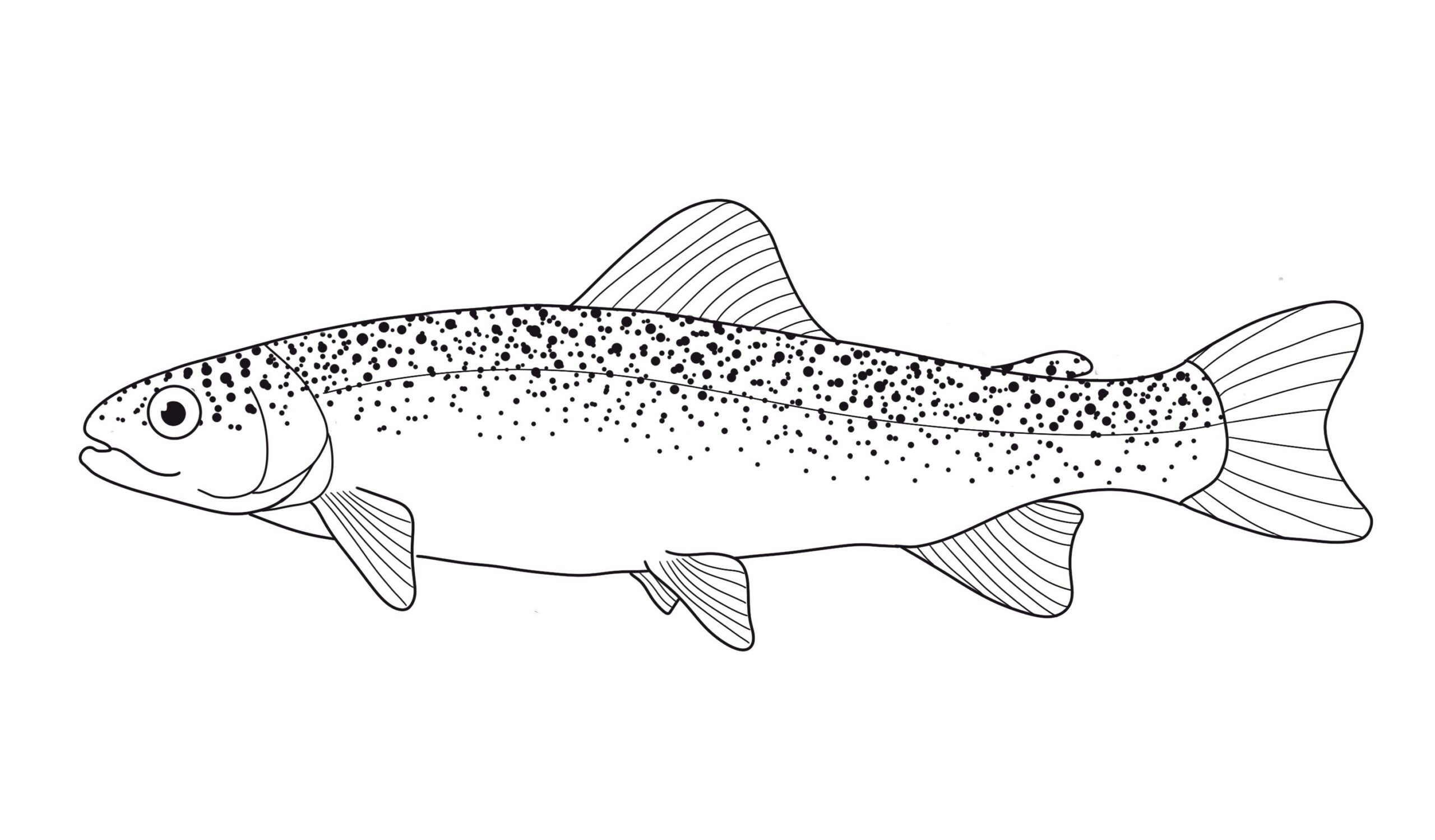 a line drawing of a rainbow trout